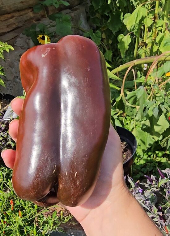 Saldžioji paprika Mordovian Hero
