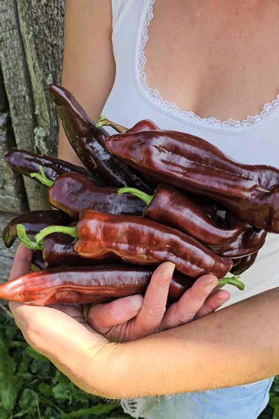 Saldžioji paprika Corno di Toro Chocolate