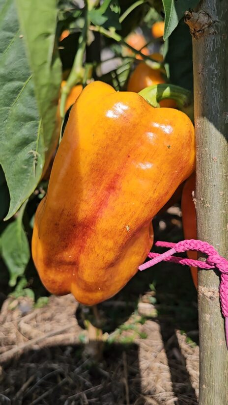 Saldžioji paprika Blot (Kliaksa)