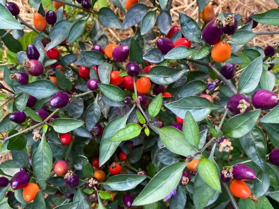 Aitrioji paprika BOLIVIAN RAINBOW