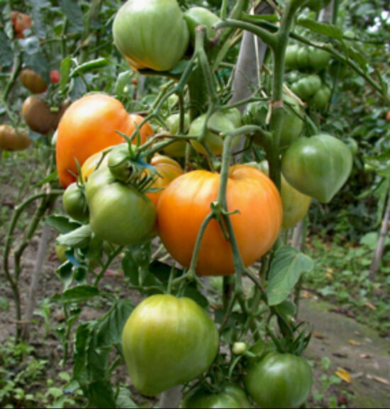Aukštaūgis pomidoras CLEOTA YELLOW