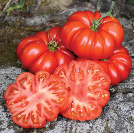 Aukštaūgis pomidoras COSTOLUTO FIORENTINO