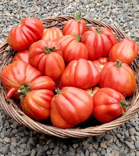 Pomidoras CUORE sel. ABRUZZO (aukštaūgis)