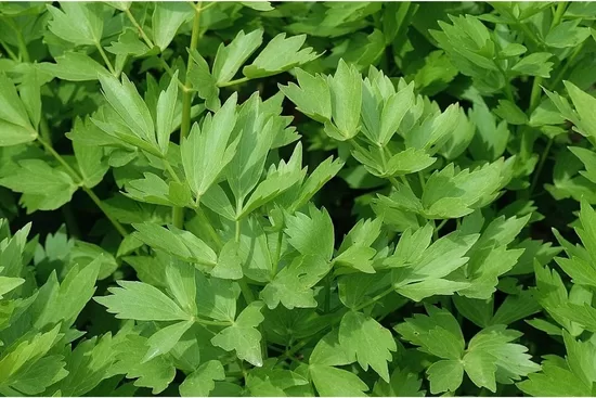 Vaistinė gelsvė (Levisticum officinale)