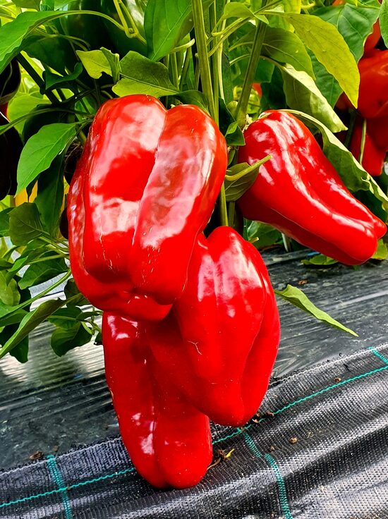 Saldžioji paprika OZARK GIANT