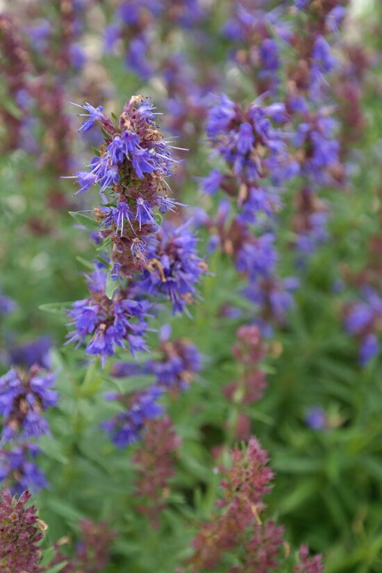 Vaistinė juozažolė (Hyssopus officinalis)