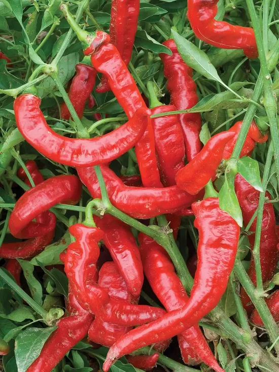 Saldžioji paprika Jimmy Nardello