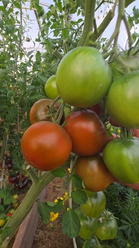 Pomidoras CRAZY HORSE (aukštaūgis)