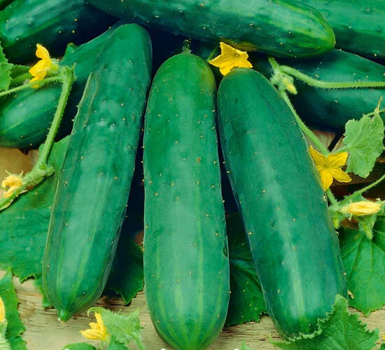 Agurkas MARKETMORE
