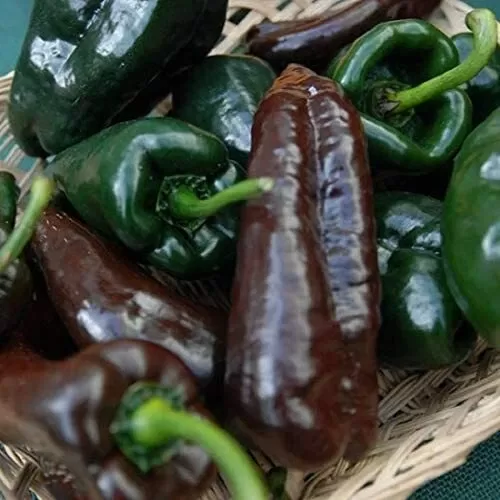 Aitrioji paprika MULATO ISLENO