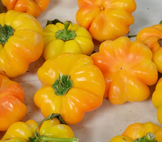 Saldžioji paprika PARADICSON ALAKU SARGA SZENTES