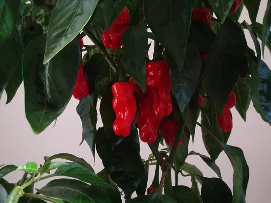 Aitrioji paprika PETER PEPPER