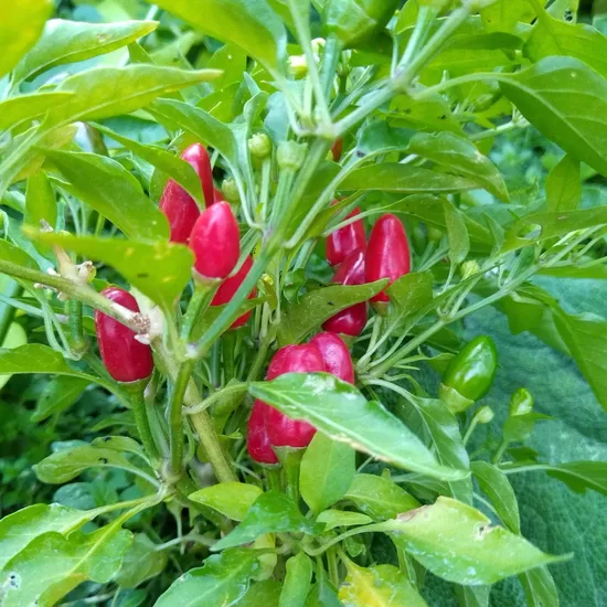 Aitrioji vazoninė paprika SIBERIAN INDOOR 