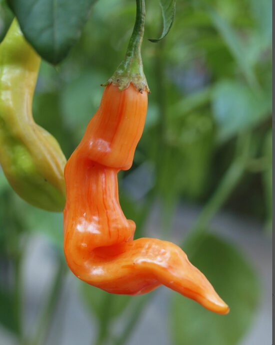 Aitrioji paprika Sugar Rush Stripey