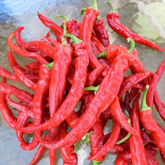 Aitrioji paprika TRANSYLVANIAN SLIM JIM