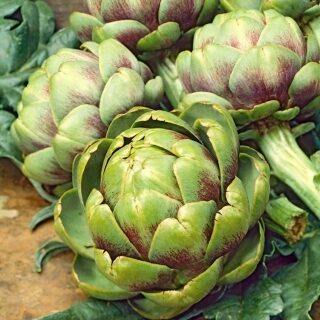 Daržovinis artišokas VERT DE PROVENCE