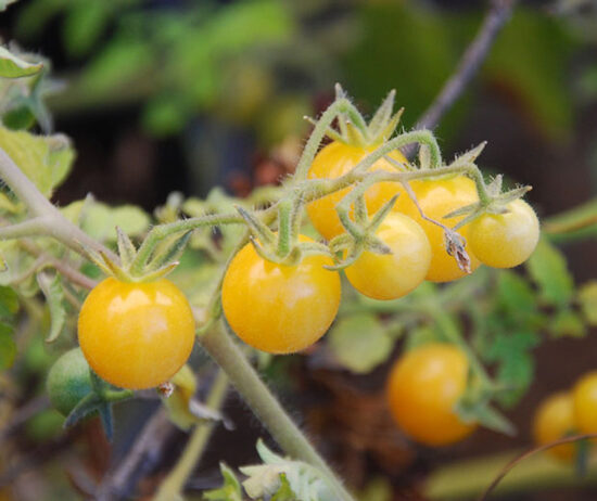 Pomidoras WHITE CURRANT (aukštaūgis)